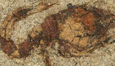 Makrokylindrus itoi. Image credit: Javier Luque & Sarah Gerken, doi: 10.1111/ivb.12440.