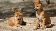 Koungoulos et al. discovered for the first time clear links between fossils of the iconic Australian dingo and dogs from East Asia and New Guinea. Image credit: Sharkolot.