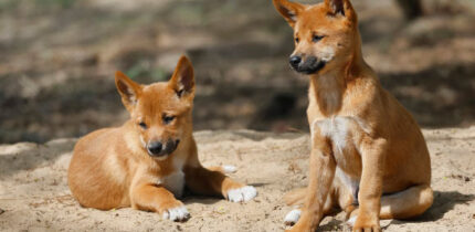 Koungoulos et al. discovered for the first time clear links between fossils of the iconic Australian dingo and dogs from East Asia and New Guinea. Image credit: Sharkolot.