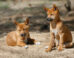 Koungoulos et al. discovered for the first time clear links between fossils of the iconic Australian dingo and dogs from East Asia and New Guinea. Image credit: Sharkolot.