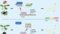 Tea catechins are produced following the flavonoid metabolic pathways, regulated by multiple enzymes and transcription factors. Image credit: Li et al., doi: 10.1093/hr/uhae178.