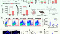Angiotensin II-induced vascular inflammation involves early expansion of EndoMac progenitors in vivo. Image credit: Williamson et al., doi: 10.1038/s41467-024-51637-7.