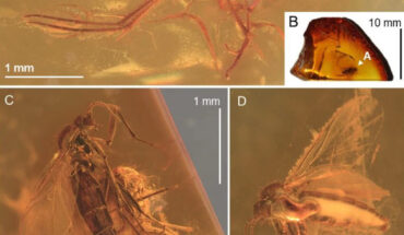 Robsonomyia baltica. Image credit: Pełczyńska et al., doi: 10.1038/s41598-024-59448-y.
