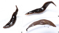 Amaga pseudobama, living specimen collected in Kingston, North Carolina in July 2020; the specimen was photographed in a Petri dish on a white background: (A) dorsal view from back; the head is at top; (B) dorsal view; the head is on the right; (C) ventral view; the pharynx (p) and gonopore (g), are indicated; the head is on the left. Image credit: Matthew A. Bertone.