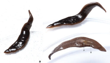 Amaga pseudobama, living specimen collected in Kingston, North Carolina in July 2020; the specimen was photographed in a Petri dish on a white background: (A) dorsal view from back; the head is at top; (B) dorsal view; the head is on the right; (C) ventral view; the pharynx (p) and gonopore (g), are indicated; the head is on the left. Image credit: Matthew A. Bertone.