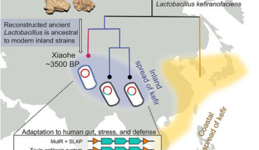 These 3,500-year-old kefir cheese samples are among the few dairy remains preserved more than 3,000 years and were produced by the Bronze Age Xiaohe population -- a population that possesses mixed lifestyles and techniques (e.g., farming, dairy production, hunting, etc.). Also, although early Xiaohe individuals show little genetic interaction with other populations, mitochondrial DNA data suggest maternal connections with East and West Eurasians. By recovering DNA information from ancient fermented dairy remains, Liu et al. investigated the lifestyle linked to the usage of fermented dairy by the Xiaohe population and explore the co-evolution between the fermented bacteria and their hosts. Image credit: Liu et al., doi: 10.1016/j.cell.2024.08.008.