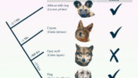 Like dogs, coyotes have a well-developed LAOM that gives both species the ability to make ‘puppy dog eyes.’ Image credit: Cunningham et al., doi: 10.1098/rsos.241046.