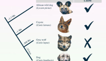 Like dogs, coyotes have a well-developed LAOM that gives both species the ability to make ‘puppy dog eyes.’ Image credit: Cunningham et al., doi: 10.1098/rsos.241046.