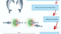 Maglieri et al. explored the presence and possible functions of open mouth display during solitary, interspecific (human-dolphin), and intraspecific free play. Image credit: Maglieri et al., doi: 10.1016/j.isci.2024.110966.