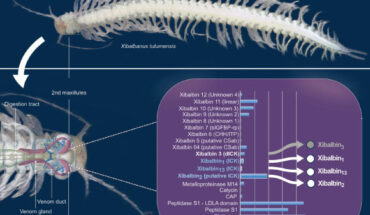 Xibalbanus tulumensis. Image credit: Pinheiro-Junior et al., doi: 10.1186/s12915-024-01955-5.