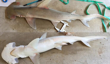 Sphyrna alleni, a male collected in Riversdale, Belize. Image credit: Cindy Gonzalez.