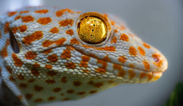 The tokay gecko (Gekko gecko). Image credit: Duncan Leitch.