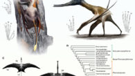 Pterosaurs were adapted to a remarkably broad range of non-aerial locomotor ecologies; small, early, long-tailed pterosaurs (non-pterodactyliforms) exhibit extreme modifications in their hand and foot proportions indicative of climbing lifestyles; by contrast, the hands and feet of later, short-tailed pterosaurs (pterodactyliforms) typically exhibit morphologies consistent with more ground-based locomotor ecologies: (A) paleoart reconstruction of the non-pterodactyliform Scaphognathus crassirostris (Upper Jurassic) in scansorial mode, with autopodia characterized by short proximal elements and elongated distal elements; (B) paleoart reconstruction of the pterodactyliform Balaenognathus maeuseri (Upper Jurassic) in terrestrial mode, with autopodia characterized by elongated proximal elements and shortened distal elements; (C) reconstructions of Scaphognathus (left) and Balaenognathus (right) in dorsal view indicating the principal flight surfaces; (D) simplified pterosaur phylogeny indicating the principal taxonomic groups used in the study. Image credit: Smyth et al., doi: 10.1016/j.cub.2024.09.014.