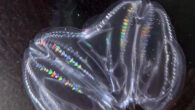 While maintaining a population of Mnemiopsis leidyi in a seawater tank, Jokura et al. noticed an atypically large individual with two aboral ends and two apical organs. Image credit: Jokura et al., doi: 10.1016/j.cub.2024.07.084.