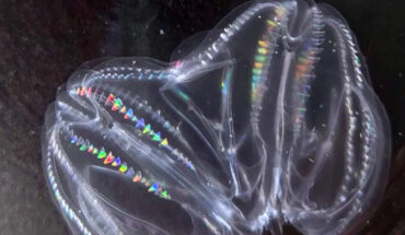 While maintaining a population of Mnemiopsis leidyi in a seawater tank, Jokura et al. noticed an atypically large individual with two aboral ends and two apical organs. Image credit: Jokura et al., doi: 10.1016/j.cub.2024.07.084.