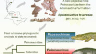 Epoidesuchus tavaresae is a new species of Peirosauridae from the Cretaceous Adamantina Formation, Brazil. Image credit: Ruiz et al., doi: 10.1002/ar.25559.