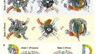 Cryo-EM structure of α-latrotoxin in two distinct tetrameric states. Image credit: Klink et al., doi: 10.1038/s41467-024-52635-5.