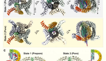 Cryo-EM structure of α-latrotoxin in two distinct tetrameric states. Image credit: Klink et al., doi: 10.1038/s41467-024-52635-5.