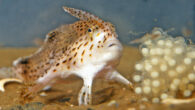 The spotted handfish (Brachionichthys hirsutus). Image credit: CSIRO.