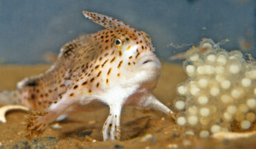 The spotted handfish (Brachionichthys hirsutus). Image credit: CSIRO.