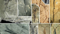 Fertile branches and seeds of Alasemenia tria. Image credit: Wang et al., doi: 10.7554/eLife.92962.3.