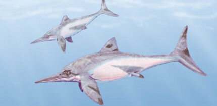 A pair of Platypterigius sp. Image credit: Dmitry Bogdanov / CC BY 3.0.