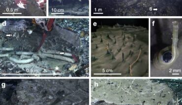 Seafloor surface and crustal subseafloor vents at Fava Flow Suburbs, the East Pacific Rise. Image credit: Bright et al., doi: 10.1038/s41467-024-52631-9.