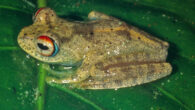 Boophis picardi, a male paratype from An’Ala, Madagascar. Image credit: Vences et al., doi: 10.3897/vz.74.e121110.