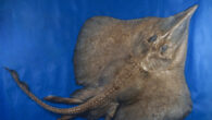The brown longnose skate (Leucoraja longirostris), adult male holotype in total dorsal view. Scale bar - 5 cm. Image credit: Weigmann et al., doi: 10.3390/biology13060405.