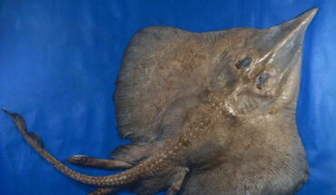 The brown longnose skate (Leucoraja longirostris), adult male holotype in total dorsal view. Scale bar - 5 cm. Image credit: Weigmann et al., doi: 10.3390/biology13060405.