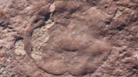 Close up of Quaestio simpsonorum footprint. Image credit: Evans et al., doi: 10.1111/ede.12491.