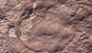 Close up of Quaestio simpsonorum footprint. Image credit: Evans et al., doi: 10.1111/ede.12491.
