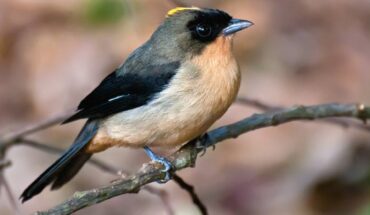 Trichothraupis melanops. Image credit: Dario Sanches / CC BY-SA 2.0.