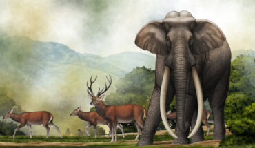 An artist’s impression of a Palaeoloxodon sp. Image credit: Chen Yu.
