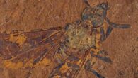 Baladi warru. Image credit: Michael Frese, University of Canberra.
