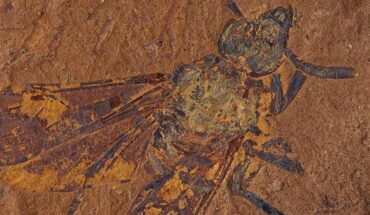 Baladi warru. Image credit: Michael Frese, University of Canberra.