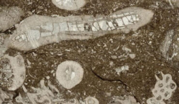 The dendroid rugosa coral Dendrostella trigemme and fragments of the tabulate coral Roemerolites brevis rhiphaeus. Image credit: Jung et al., doi: 10.1038/s41586-024-08101-9.