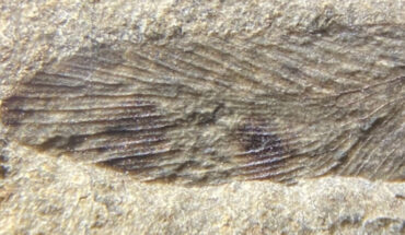 Alderblattina simmsi. Image credit: Swaby et al., doi: 10.1002/spp2.1598.