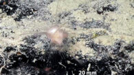Abyssocladia janusi. Image credit: M. Ekins & N.G. Wilson, doi: 10.1038/s41598-024-72917-8.
