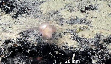 Abyssocladia janusi. Image credit: M. Ekins & N.G. Wilson, doi: 10.1038/s41598-024-72917-8.