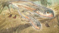 Life reconstruction of tadpoles and adults of Notobatrachus degiustoi. Image credit: Gabriel Lio.