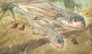 Life reconstruction of tadpoles and adults of Notobatrachus degiustoi. Image credit: Gabriel Lio.