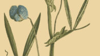 Grass pea (Lathyrus sativus). Image credit: William Curtis / The Botanical Magazine.