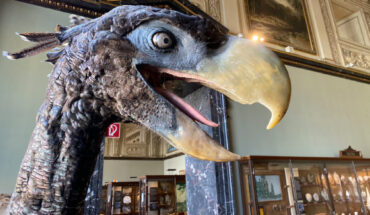 A model of Paraphysornis at the Natural History Museum Vienna. Image credit: Armin Reindl / CC BY-SA 4.0.