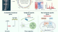 Schematic of mechanisms that confer radiotolerance to Hypsibius henanensis. Image credit: Li et al., doi: 10.1126/science.adl0799.