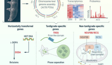 Schematic of mechanisms that confer radiotolerance to Hypsibius henanensis. Image credit: Li et al., doi: 10.1126/science.adl0799.
