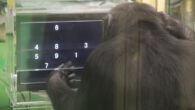 To investigate whether chimpanzee task performance is influenced by the presence of audience members, Lin et al. analyzed cognitive task data for multiple chimpanzees across various types of tasks. Image credit: Akiho Muramatsu.