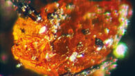 Pine Island amber. Scale bars - 50 μm. Image credit: Klages et al., doi: 10.1017/S0954102024000208.