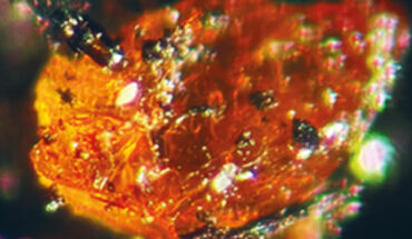 Pine Island amber. Scale bars - 50 μm. Image credit: Klages et al., doi: 10.1017/S0954102024000208.