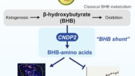 β-Hydroxybutyrate (BHB) is an abundant ketone body. To date, all known pathways of BHB metabolism involve the interconversion of BHB and primary energy intermediates. Moya-Garzon et al. identified a previously undescribed BHB secondary metabolic pathway via CNDP2-dependent enzymatic conjugation of BHB and free amino acids. Image credit: Moya-Garzon et al., doi: 10.1016/j.cell.2024.10.032.